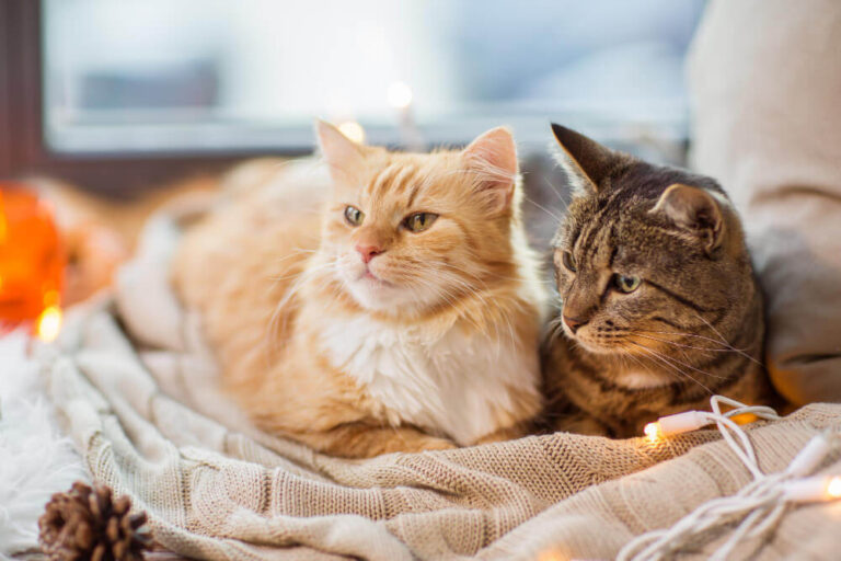 Cat Breeds