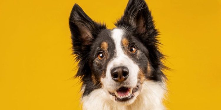 What Are Dog Buttons and How Do They Work?