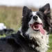 4 Reasons Your Dog’s Tongue Sticks Out
