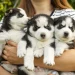 Finding Good Dog Breeders