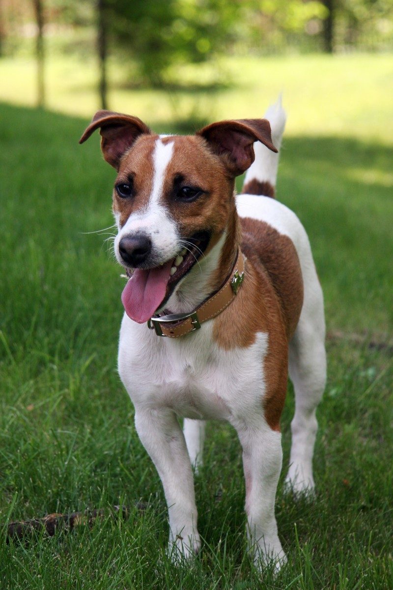 Jack Russell Terrier 