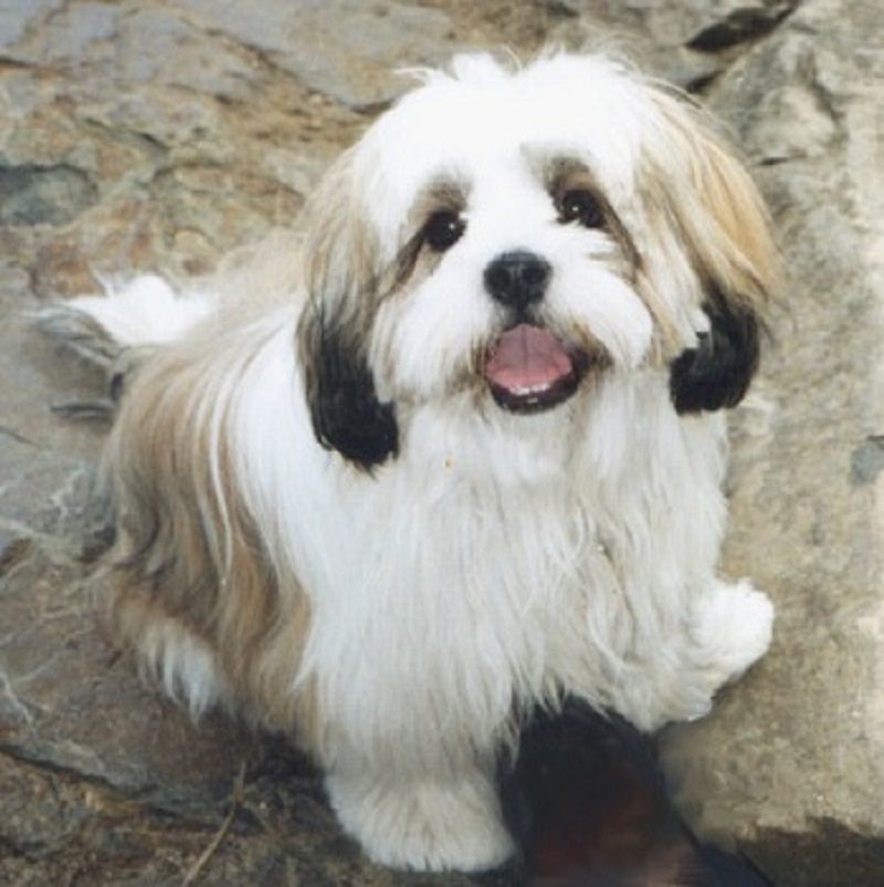 Lhasa Apso 