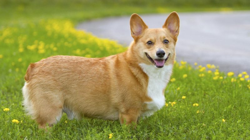 Corgi 