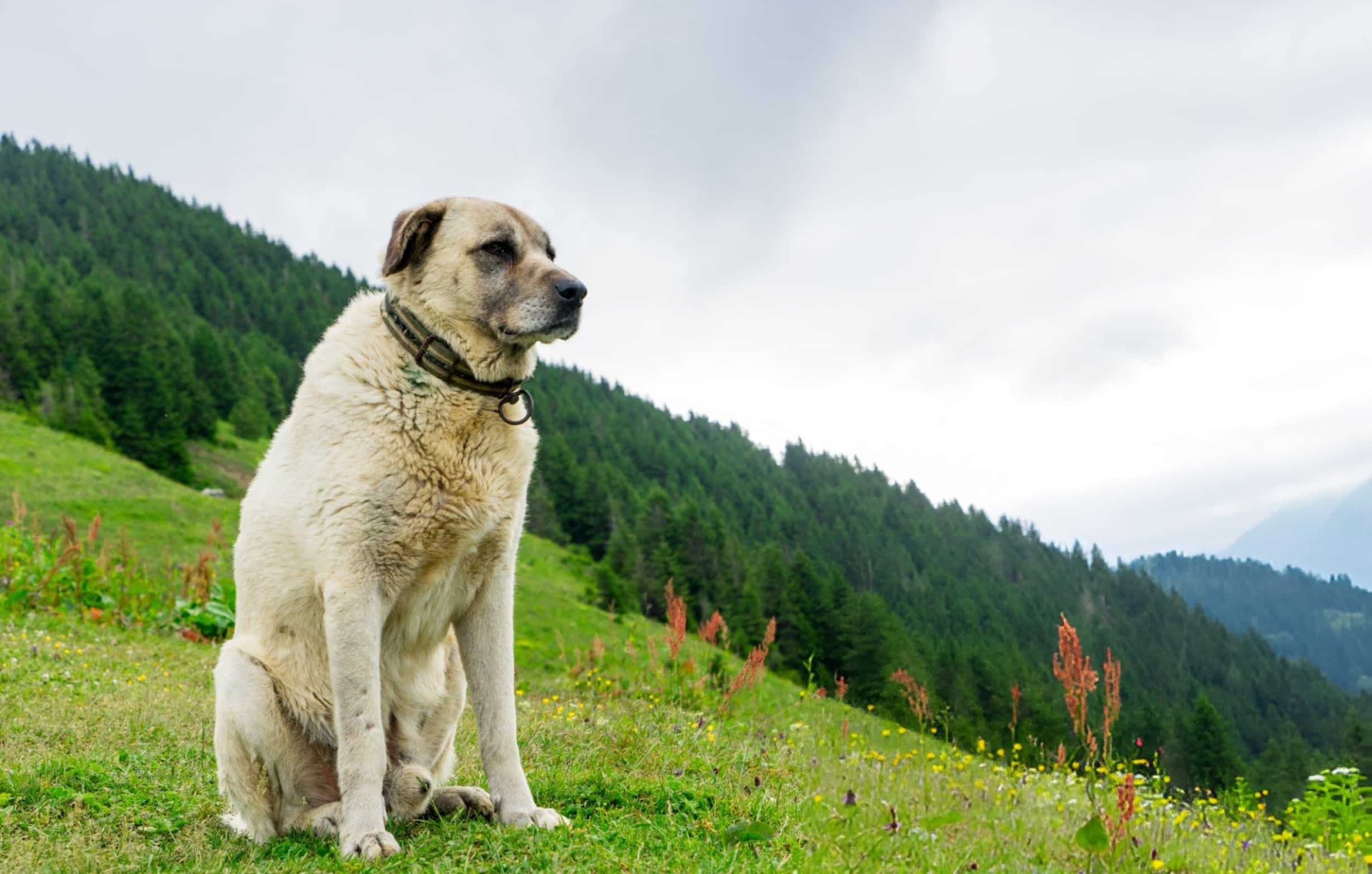 Anatolian Shepherd Colors