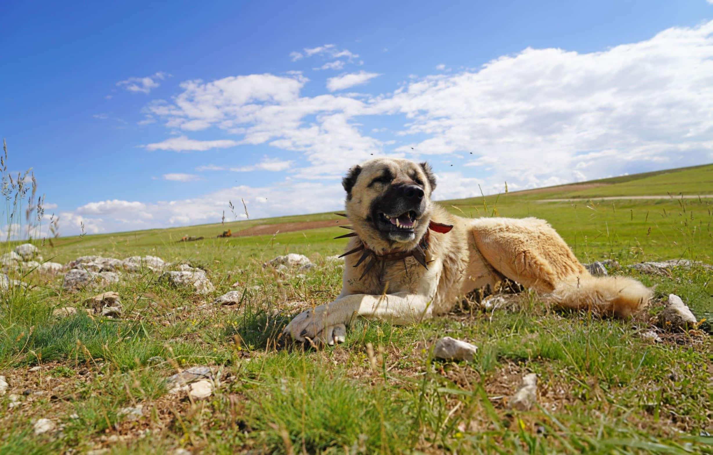 Anatolian Shepherd Colors