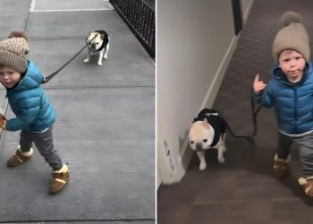 Video of a Dog Being Walked by a Kid Is Everything