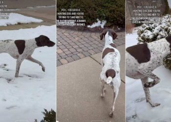 Video: ‘Hunting Dog’ Goes Into Stealth Mode Approaching a Bunny in Bushes