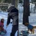 Video: Golden Retrievers’ First Time Sledding Turned Into a Different Game