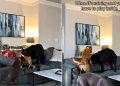 Video: What Happens When 3 Big Dogs & a Cat Are Stuck Playing Indoors