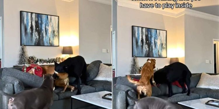 Video: What Happens When 3 Big Dogs & a Cat Are Stuck Playing Indoors