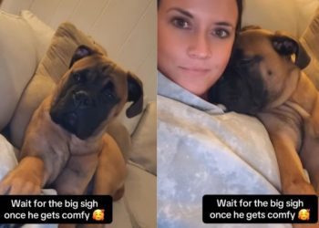 Dog Makes Owner Smile With This Unexpected Gesture