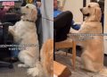 Video: Golden Retriever Proves He’s ‘Part-Rabbit’