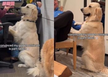 Video: Golden Retriever Proves He’s ‘Part-Rabbit’