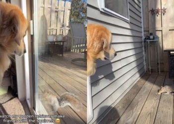 Video: Golden Retriever Makes Friends With Squirrels