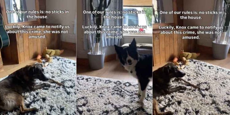 Video: Dog Notifies Owners When Furry Sister Breaks House Rule