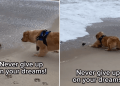 Golden Retriever Battles Waves Like a Pirate To Claim Beach Treasure