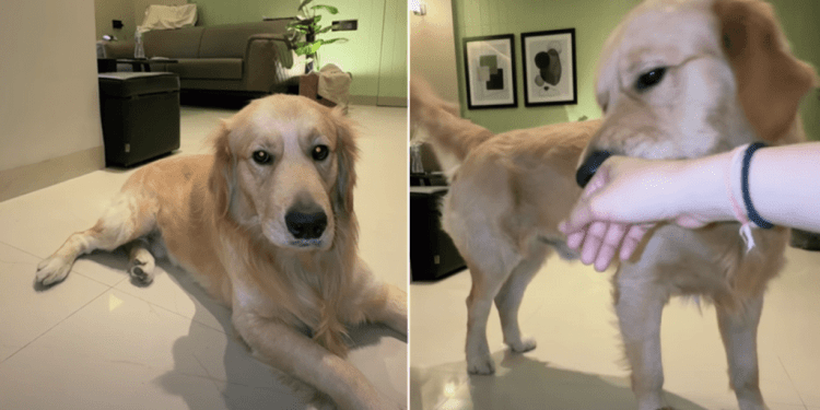 Video: Golden Retriever Loves Mom’s Baby Voice & Reacts This Way