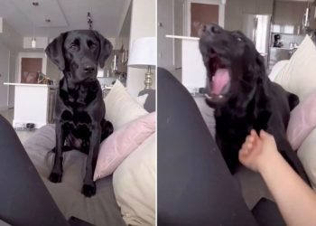 Video Shows What It’s Like to Work When You Have a Labrador