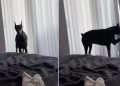 ‘Dramatic’ Doberman Does This When Breakfast Is Late