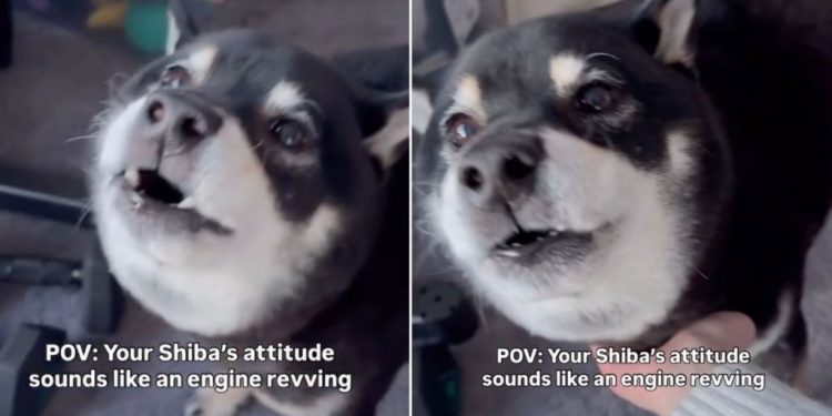 Video: This Dog’s Awoo Sounds Like Engine Revving
