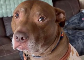 Video Shows Dog Refusing To Take ‘No’ for an Answer From Mom