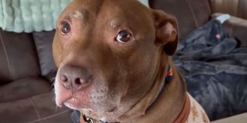 Video Shows Dog Refusing To Take ‘No’ for an Answer From Mom