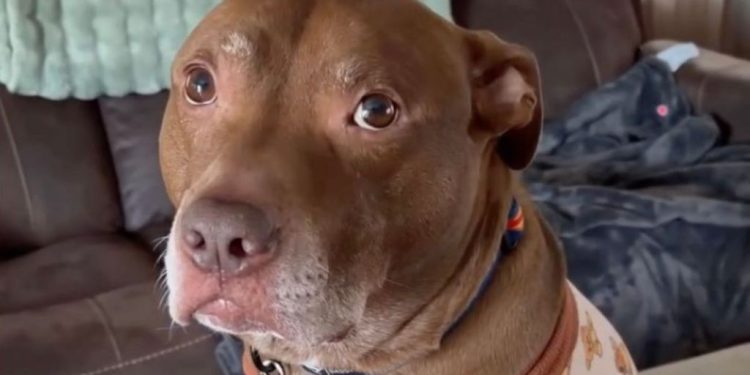 Video Shows Dog Refusing To Take ‘No’ for an Answer From Mom