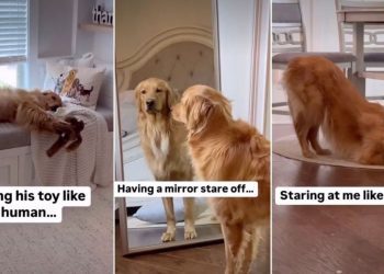 Owner Catches Golden Retriever Doing the ‘Weirdest Things’
