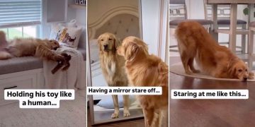 Owner Catches Golden Retriever Doing the ‘Weirdest Things’
