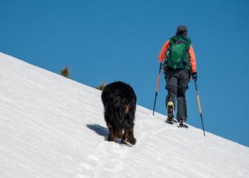 Video Captures Skier & Her Dog Brave an Avalanche