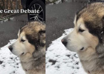 Video: Dog Doesn’t Let Snow Stop Him From Supervising His Dad