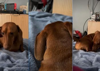 Video: Dachshund’s Little Grumbles Sound Just Like a Seal