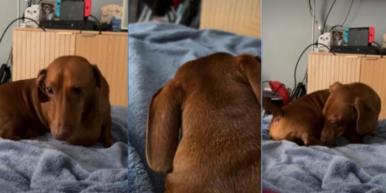 Video: Dachshund’s Little Grumbles Sound Just Like a Seal