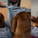 Video: Dachshund’s Little Grumbles Sound Just Like a Seal