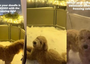 Video: Nothing Can Stop This Dog’s Obsession With the Freezing Cold