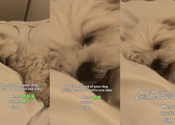 Video: Dog Makes Three Kinds of Sounds When It’s Time for Bed