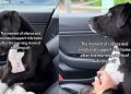 Video: Dog Takes a Moment to Process the Silence After School Drop-Off