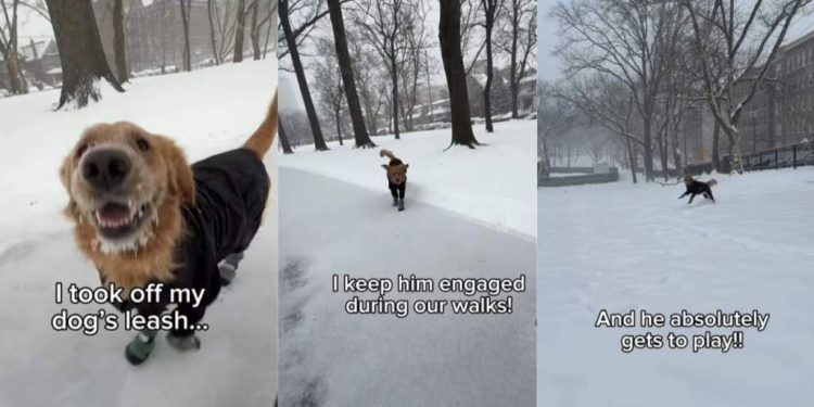 Video Shows What Golden Retriever Does While Walking Without His Leash