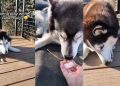 Video: Dog Siblings Have Wildly Different Thoughts on Ice Cubes