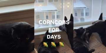 Dog Loves to Nibble the Cat in Adorable Video