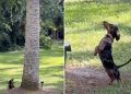 Video of Tiny Dog Chasing Squirrels Up a Tree Melts Hearts