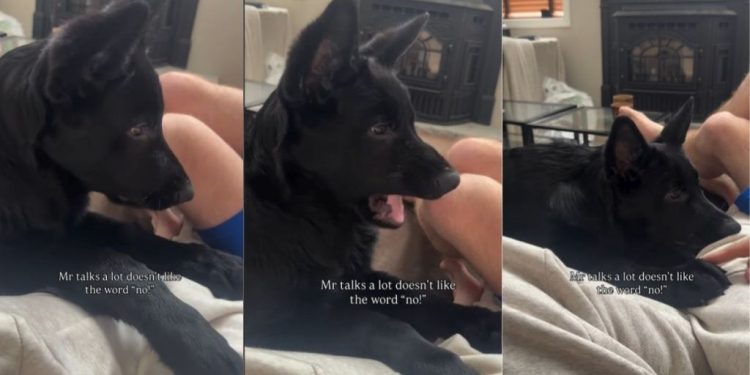 Video: Dog Reacts to Being Told ‘No’ Repeatedly
