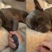 Video: Dog Demands His Hand Be Held During Naptime