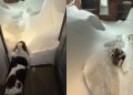 This Dog Walking Through a Pile of Snow Will Brighten Your Feed
