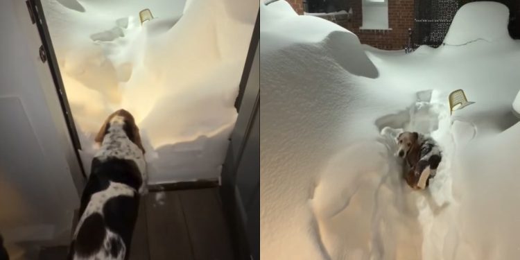 This Dog Walking Through a Pile of Snow Will Brighten Your Feed