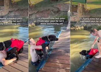Video: Labrador Isn’t Done Swimming, No Matter What Owner Does