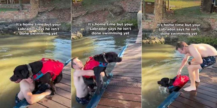 Video: Labrador Isn’t Done Swimming, No Matter What Owner Does