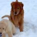 Video: Golden Retriever ‘Complains’ to Mom After Puppy Steals Ball