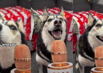 Video: Husky ‘Answers’ If She’s Dramatic