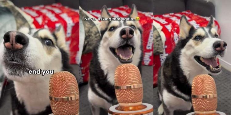 Video: Husky ‘Answers’ If She’s Dramatic